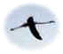 wpe2F.jpg (1079 octets)