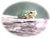 wpe30.jpg (3925 octets)