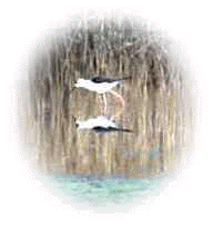 wpe2C.jpg (4277 octets)