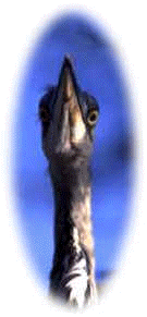 wpe2D.jpg (4559 octets)