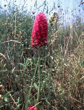 orchidae.gif(17882 octets)