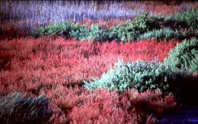 salicorneh.gif(12811 octets)